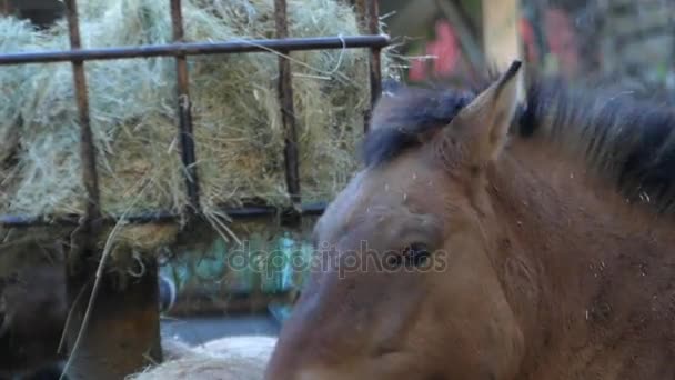 Przewalski Horses Eating Straw in an Autumn Day in a Zoo — Stock Video