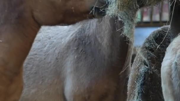 Przewalski Horses Standind într-o grădină zoologică într-o zi însorită — Videoclip de stoc