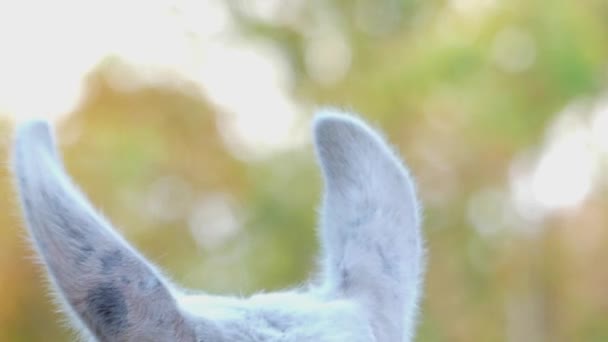 Uma orelha branca de Llama Glama de um jardim zoológico, que vira à direita e à esquerda de uma forma engraçada — Vídeo de Stock