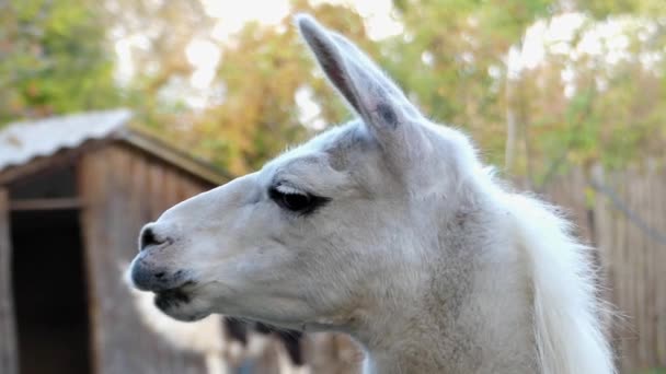 Una bonita llama blanca glama mirando al turista en un zoológico — Vídeo de stock