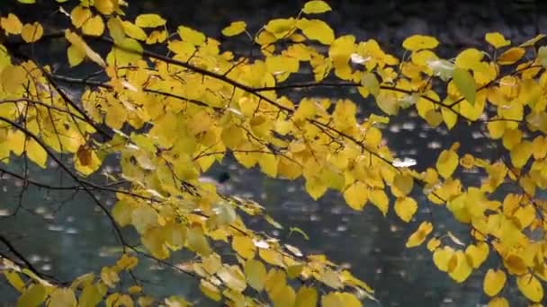 Una rama de álamo amarillo con un río y un pato flotando en él en otoño — Vídeos de Stock