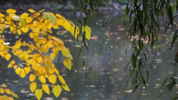 Ветки ивы и река с уткой на заднем плане — стоковое видео