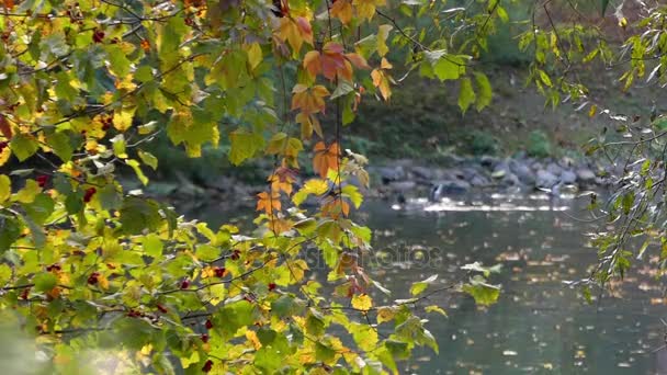 Um bando de patos flutuando em um rio da floresta no outono — Vídeo de Stock