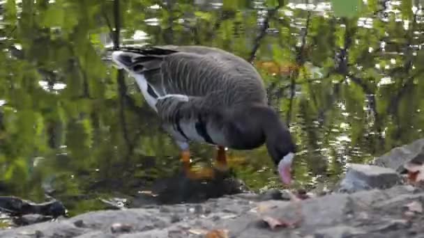 Un ganso buscando comida estar en una orilla del río en otoño — Vídeos de Stock