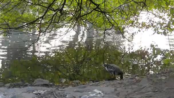 Dois gansos em uma lagoa de floresta no outono, um deles procurando algo na água — Vídeo de Stock