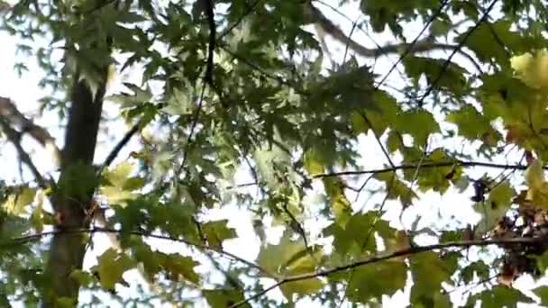 Ветка кленового дерева ржавеет в ветреную погоду осенью — стоковое видео