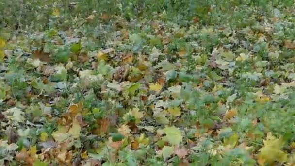 Hojas multicolores caídas en el bosque otoñal oxidándose enigmáticamente — Vídeos de Stock