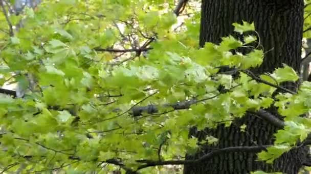 Ein Ahornzweig mit grünen und gelben Blättern, die im Parkbereich miteinander flüstern — Stockvideo