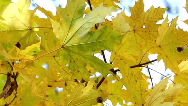 Hojas de arce amarillo susurrando en bosque autónomo — Vídeos de Stock