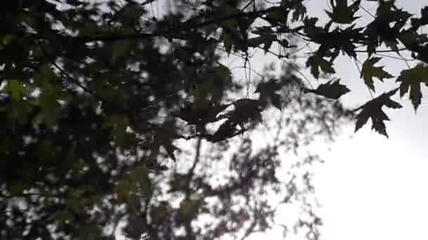 En lönn trädgren med gröna löv prasslar på kvällen — Stockvideo