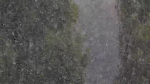 Nieve pesada cayendo oblicuamente con dos árboles de abedul en el fondo — Vídeo de stock