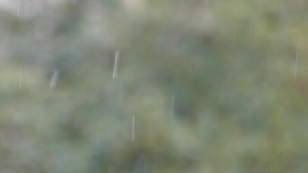 Hópelyhek alá tartozó ferdén homályos erdő háttér — Stock videók