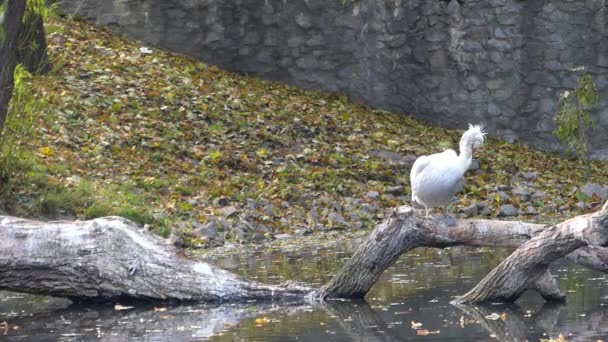 Ein rosa Pelikan sitzt auf einem Baumstamm in einem Teich und reinigt seine Federn — Stockvideo