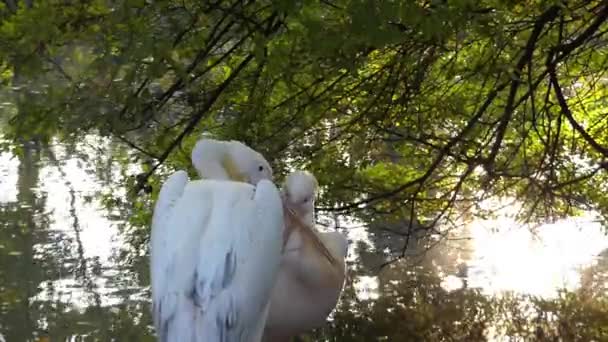 Пара рожевих пеліканів люблять і грають один з одним . — стокове відео