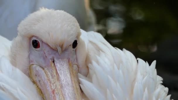 Стая розовых пеликанов и голова одного из них . — стоковое видео