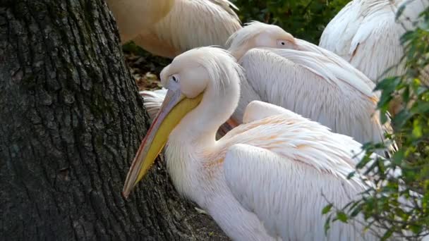 A Flock of Pink Pelicans With One Cleaning Its Feather Under Its Wing. — Stock Video