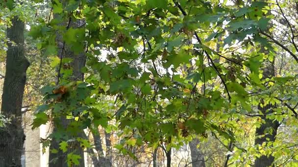 Foglie d'acero gialle e verdi e Samara sussurrano in una giornata di sole nel parco . — Video Stock