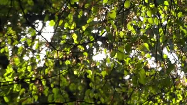 Een kleine gebladerde Linden takje met ruisende groen laat in de herfst Park gebied. — Stockvideo