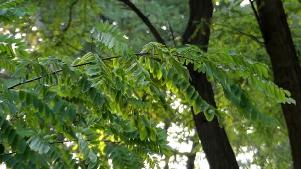 Une belle brindille d'acacia avec des feuilles vertes bruissement et chuchotement en Septembre . — Video