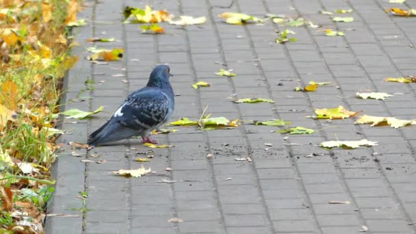 Una paloma azul oscuro sentada en un salón con hojas caídas . — Vídeos de Stock