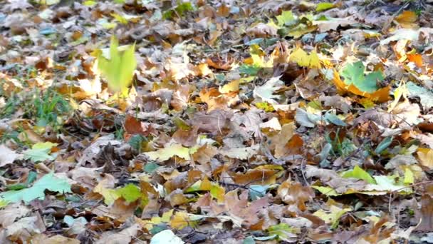 Woodland met gele en groene herfst fluisteren verlaat. — Stockvideo