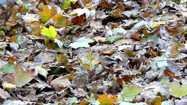Woodland com Rustling folhas de bordo amarelas e verdes . — Vídeo de Stock