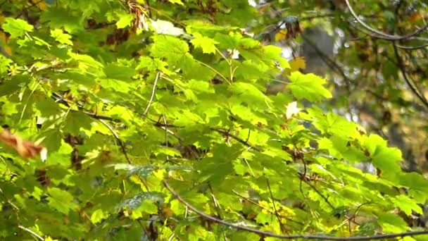 Una rama de arce con hojas oscilantes en otoño . — Vídeo de stock