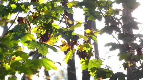 Una rama de arce con hojas verdes y amarillas herrumbre en un rayo de luz del sol . — Vídeo de stock