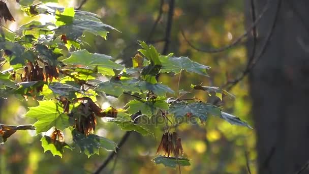 Um galho de árvore de bordo sussurrando na floresta de outono . — Vídeo de Stock