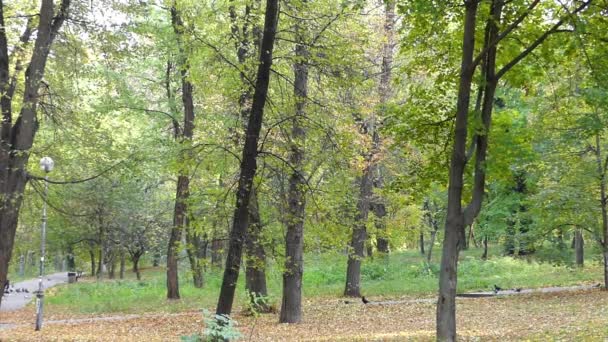 Una zona de parque con árboles de arce y hojas amarillas cayendo en otoño . — Vídeo de stock