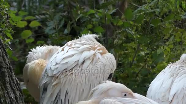 A nyáj rózsaszín pelikánok fejek szárnyaik alatt rejtőzik. — Stock videók