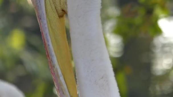 Una piuma di pulizia del pellicano rosa sul collo in autunno . — Video Stock