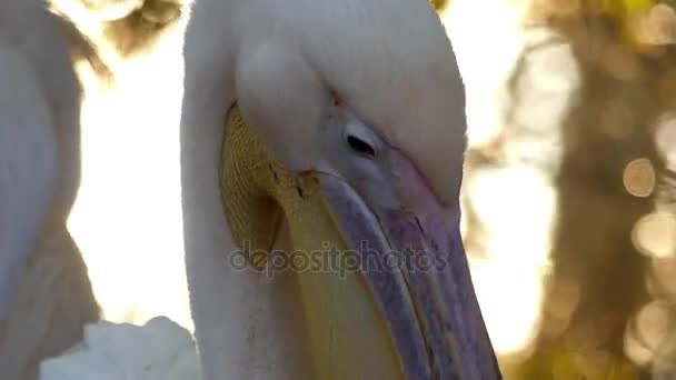 Birlikte ayakta ve boyunlarına hareketli iki pembe Pelikan — Stok video