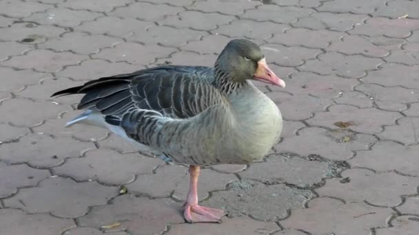 Wild Goose sover medan stående på en tass. — Stockvideo