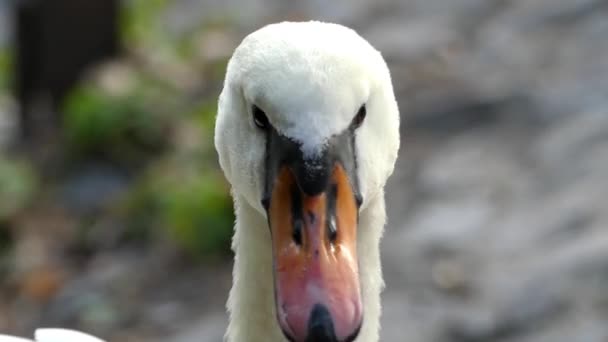 Un bellissimo cigno bianco galleggiante tranquillamente in un fiume in autunno . — Video Stock