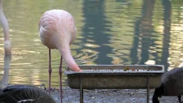 Fantastický Flamingo hledají potravu na břehu řeky spolu s jinými ptáky. — Stock video