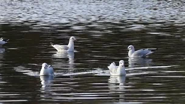 Fyra Seagull flyter lugnt i krusade floden vatten under hösten i Slow Motion. — Stockvideo
