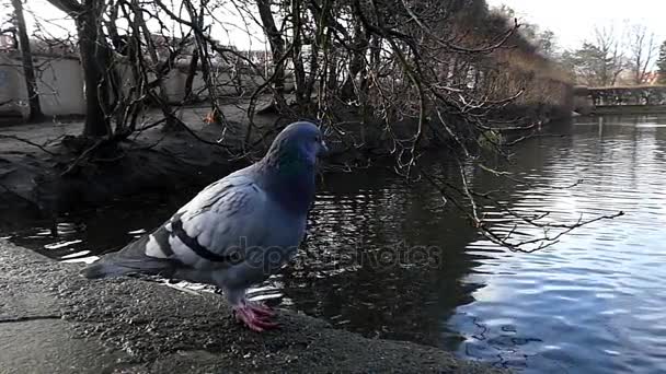 Un guante gris que camina a lo largo de una orilla pedregosa del río con árboles enigmáticos y raíces curvas en el fondo . — Vídeo de stock