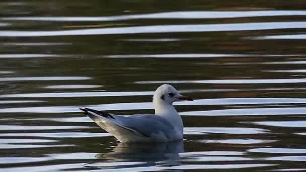 Una gaviota blanca dando vueltas mientras flota en el río en cámara lenta . — Vídeo de stock