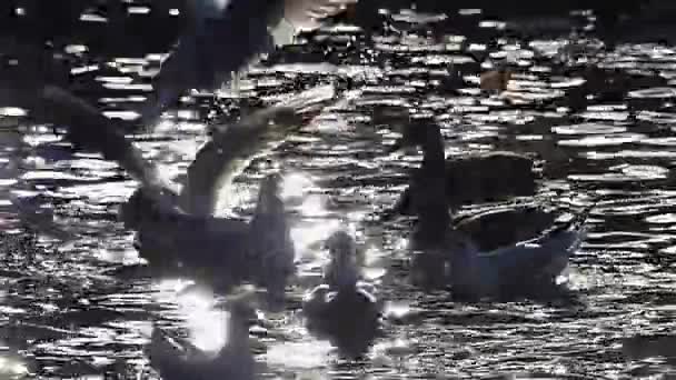 Hejno racků létání nad šumivých vodách řeky s plovoucí kachny v Twilight v Slo-Mo. — Stock video