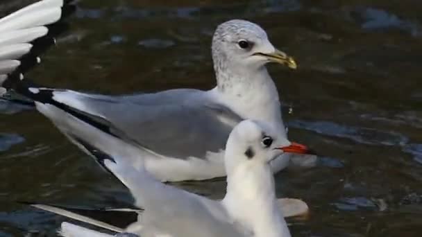 Ленивые и перееденные чайки, плавающие между кусками хлеба в реке в Сло-Мо — стоковое видео