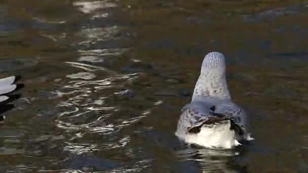 Una gaviota manchada volando desde la superficie del agua del estanque en cámara lenta — Vídeo de stock