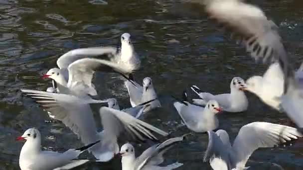 Стая чаек, летающих над прудом и борющихся за пищу в медленном движении — стоковое видео