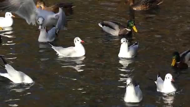 Um bando de gaivotas voando e patos flutuando em uma lagoa em movimento lento . — Vídeo de Stock