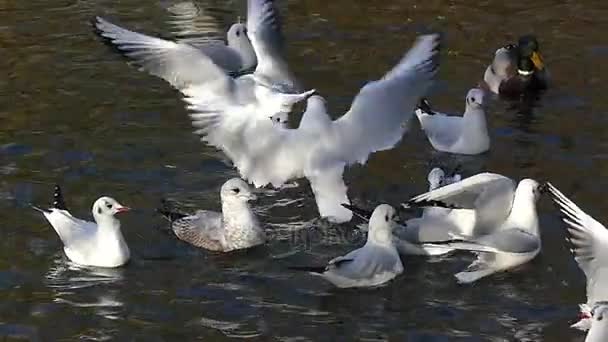 一群海鸥在池塘水面上降落和啄对方在慢动作中. — 图库视频影像