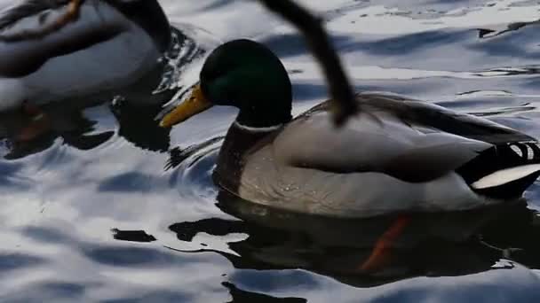 Две зеленые утки плавают в пруду в медленном движении . — стоковое видео