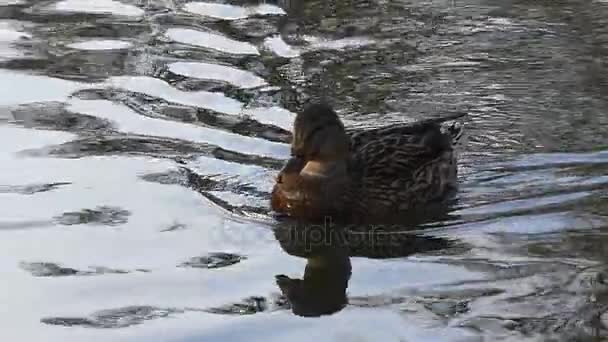 Strakaté hnědé kachna plovoucí ve vodách vlnitý rybník v pomalém pohybu. — Stock video