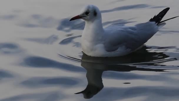 Чайка, плавающая в пруду осенью в медленном движении . — стоковое видео