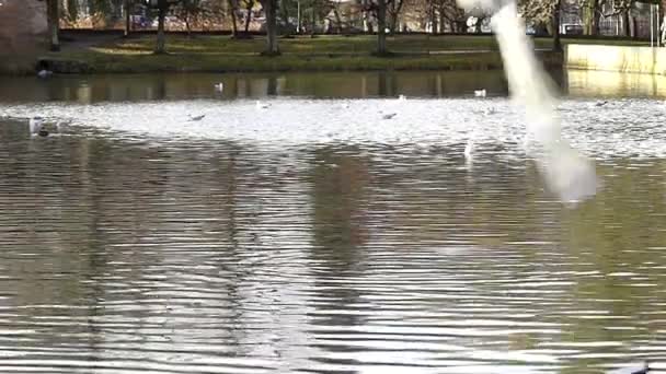 Hejno racků létání nad rybníkem na podzim v pomalém pohybu. — Stock video