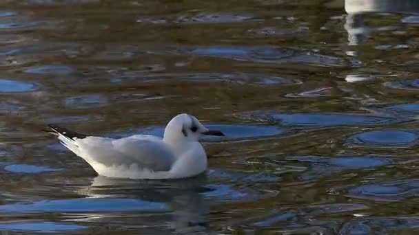 Una gaviota enérgica abre su pico mientras flota en aguas onduladas del río en cámara lenta . — Vídeos de Stock